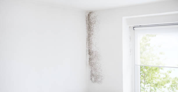 Mold Remediation for Rental Properties in Marion, AL