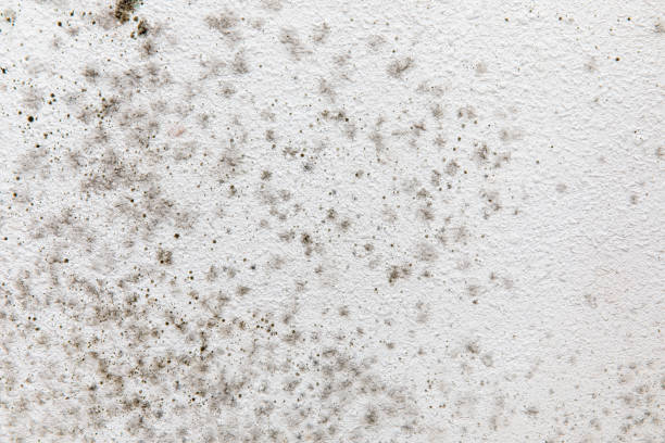 Best Residential Mold Inspection & Testing  in Marion, AL
