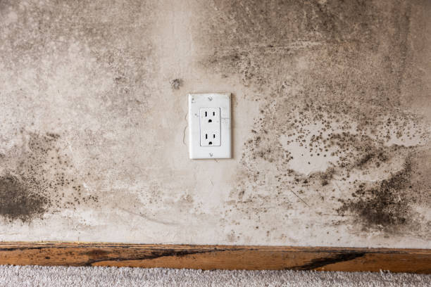 Best Indoor Air Quality Assessment  in Marion, AL