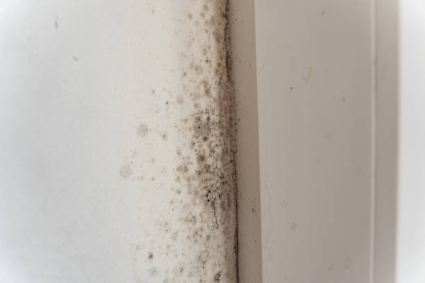 Best Basement Mold Removal  in Marion, AL