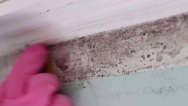 Professional Mold Removal in Marion, AL